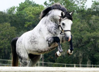 ponies jumping pony grey dapple hunter blue beautiful amazing horses who horse stallions points conformation producing circuit movement fabulous pacific